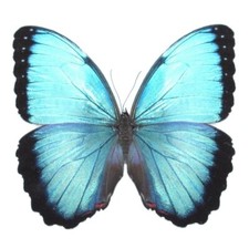 Morpho peleides MALE blue butterfly Costa Rica UNMOUNTED/WINGS CLOSED picture