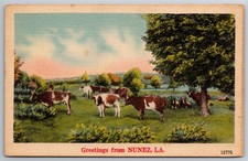LA, Nunez, Greetings, Cattle, Cows, Country Scene, Vintage Postcard picture