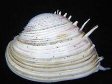PITAR LUPANARIA:RARELY OFFERED HUGE SPINED BIVALVE @ 58.42MM-FROM VERY OLD COLL picture