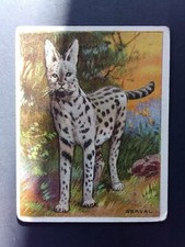 1909-11 Hassan Tobacco Animal Series Serval picture