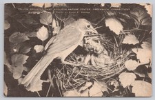 Yellow Breasted Chat Eliot Porter Audubon Greenwich Artvue Lithograph Postcard picture