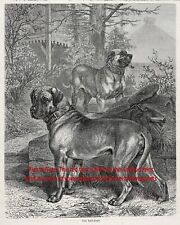 Dog Bullmastiff Mastiff Guard Dogs, Beautiful Large 1870s Antique Print picture