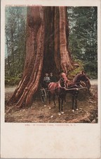 Hollow Tree Stanley Park Vancouver BC Horse Carriage Gig Detroit 1900s Postcard picture