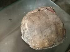 Hand Sized Fossilized Turtle Shell picture