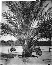 Date palm with fruit Imperial County 1920 California Old Photo picture