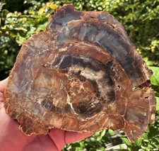 Arizona Petrified  Rainbow Wood Polished Chinle formation Navajo County picture