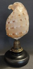 Cabinet of Curiosities blackcurrant shell tessellata on base picture