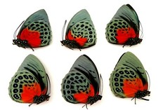 LOT OF 6 AGRIAS BEATIFICA LACHAUMEI MALES & FEMALES UNMOUNTED WINGS CLOSED picture