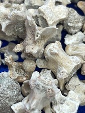 10  BEAUTIFUL PALAEOPHIS MAGHREBIANUS VERTEBRATES CRETACEOUS AGE 65 MYO  Kids picture