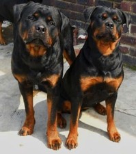 Rottweiler Dogs  Refrigerator / Tool  Box  Magnet picture