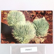 Silversword Flower on Haleakala Maui Hawaii 1960s Postcard Unposted Nani Li'i picture