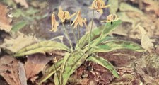 Yellow Adder's Tongue (Erythronium americanum) --POSTCARD picture