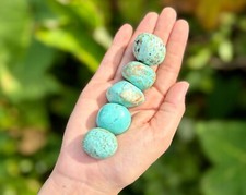 Peruvian Turquoise Tumbled Stones:  Choose How Many Pieces ('A' Grade) picture