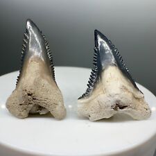 2 beautiful, serrated Fossil HEMIPRISTIS SERRA Shark Teeth - Bone Valley, FL picture