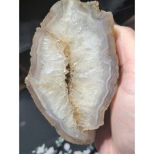 Pink Limb Cast Agatized Petrified Wood PNW Exclusive Specimen (1lb 1oz) picture