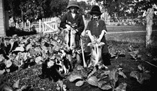 Rewards of a Rabbiting Trip Wangaratta District Victoria 1930 Old Photo picture