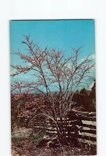 Redbud Tree H-51349 picture