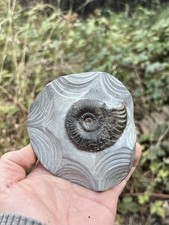 Grammoceras Sp. Jurassic Fossil Ammonite Whitby, Yorkshire Coast, England picture