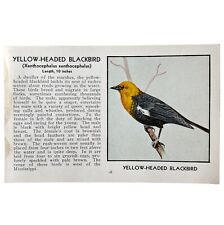 Yellow Headed BlackBird Print 1931 Blue Book Birds Of America Art PCBG13B picture