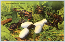 c1940s Alligator Egg Hatching Florida Postcard Vintage Linen picture