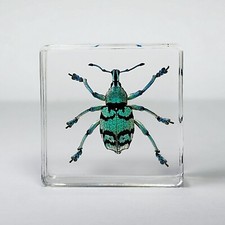 Rare Tiny Blue Weevil in Resin, Real Beetle in Resin, Eupholus chevrolati picture