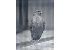 1920s Raptor Bird of Prey Hawk Falcon Eagle Aviary Glass Negative OOAK picture