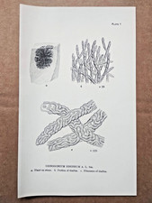 Example of British Lichens: Coenogonium Ebeneum - Antique Botany Print - 1926 picture