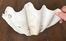 Tridacna Giant Clam Shell Natural Large Vintage 12.75