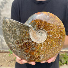 3.4lb Large Rare Natural Ammonite Fossil Conch Crystal Specimen Healing picture