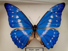 Morpho cypris ssp sapphire New ssp very rare picture