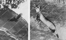 { 1986 animals birds California condor & Black footed ferret  PBS TV Nature picture
