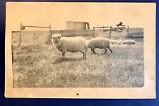 Galesburg ND Bahdock Farm Sheep RPPC Real Photo Postcard Antique 1915 picture