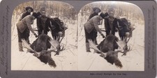 Stereoview Cards - Uncommon - Estate Liquidation Moose Shot, 1899, Glory enough picture