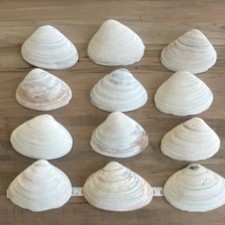 Lot of 12 Natural Clam Shells (Bivalve) White/Tan Beach Decor Crafts picture
