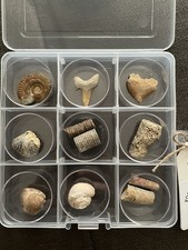 Beginner Ancient Fossil Set 9 Real specimens + Magnifying Glass And Stickers picture