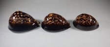3 Cypraea Mauritiana from 3 different countries $125.00 picture