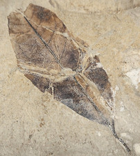 Leaf Fossil - Green River Fm. - Eocene - Douglas Pass, Garfield Co., CO picture