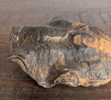 RARE Large Fossilized Oyster Shell picture