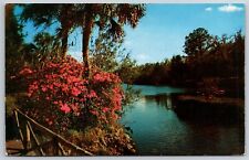 Postcard Blazing Azaleas Stream Florida Fl Tropical Beauty Chrome Vintage picture