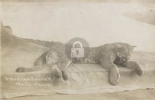 Glenrock Wyoming WY Mountain Lion Cougar Killed RPPC Photo Postcard COPY picture