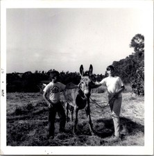 Two Boys Holding Donkey in Sunny Field, 1967 Vintage Snapshot Photo picture