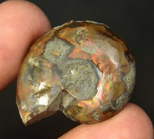 1 MedLrg Red Fire AMMONITE Opalized Fossil Whole Shell Nautilus Specimen 35 mm picture