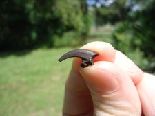 TOP QUALITY RAPTOR CLAW CORE ICE AGE EXTINCT AVIAN BIRD BONES TALON SKELETON FL picture
