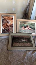 Kjell Sandved Big Cat Collection of photographs. picture