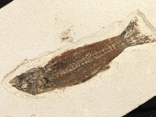 Rare 50 Million YEAR Old Mioplosus FISH Fossil in Matrix Wyoming 847gr picture