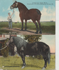 FIVE DRAFT HORSE VINTAGE Horse Postcards PRIVATE LISTING ONLY picture