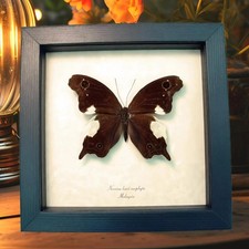 Real Framed Malayan Butterfly Neorina lowii neophyta Taxidermy Display picture