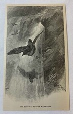 1889 magazine engraving ~ THE BIRD THAT LIVES IN WATERFALLS picture