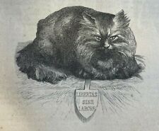 1870 Vintage magazine Article About Cats and Kittens illustrated picture