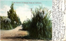 An Avenue of Pampas Grass in California Tall Bushes 1906 Postcard UDB M. Rieder picture